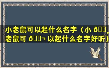 小老鼠可以起什么名字（小 🌸 老鼠可 🐬 以起什么名字好听）